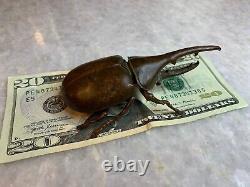 Antique Finely Cast Japanese Rhino Rhinoceros Beetle Netsuke Brass Okimono