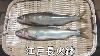 Ayu Fish Sweetfish Japanese Food At Naga Hibachi