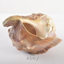EBISU GOD Seashell Sculpture Shell Carving Antique Fine Art Japanese