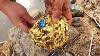The Sapphire Is Hidden In A Large Gold Nugget Smash A Gold Nugget To Find A Ruby